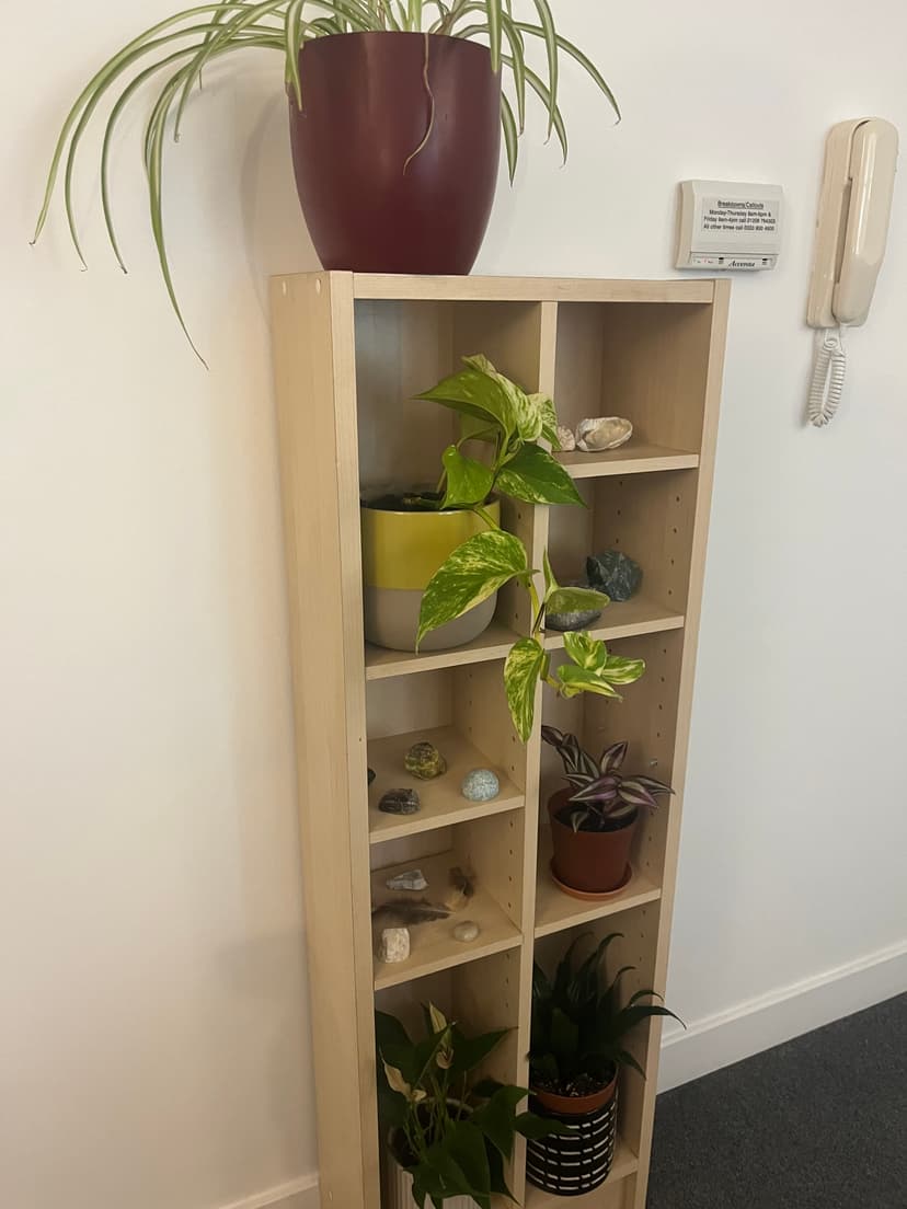 Picture of shelf with plants on